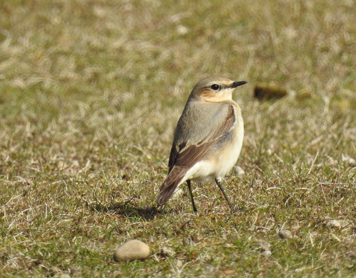 Wheatear