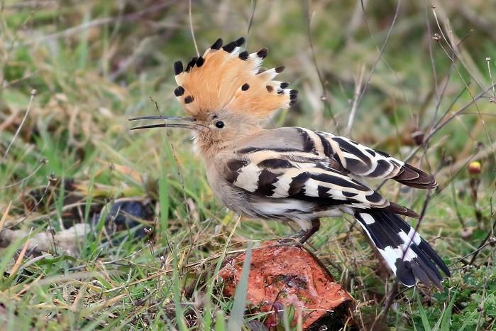 Hoopoe