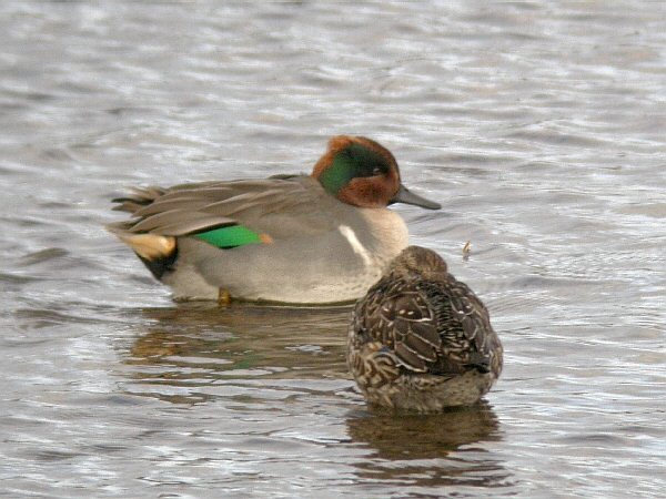 Green-winged Teal
