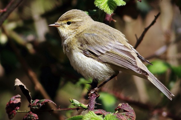 Iberian Chiffchaff