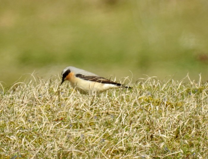 Wheatear