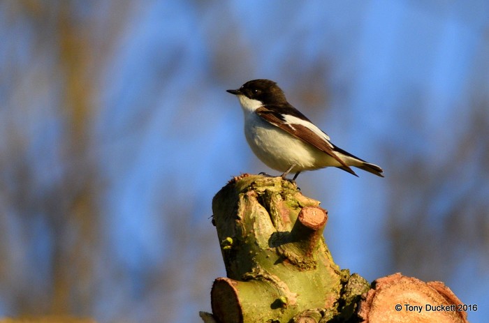 Pied Flycatcher