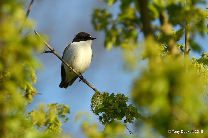 Pied Flycatcher