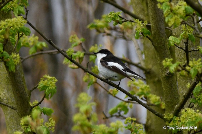 Pied Flycatcher