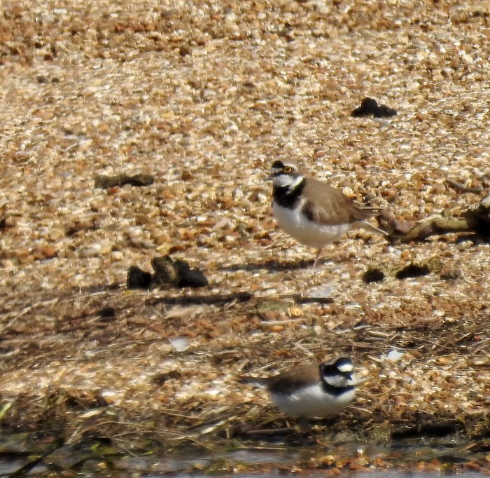 Little Ringed Plover
