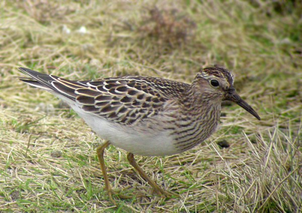 Pectoral Sandpiper