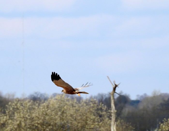Marsh Harrier