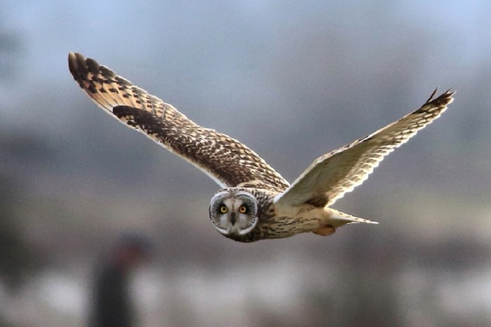 Short-eared Owl
