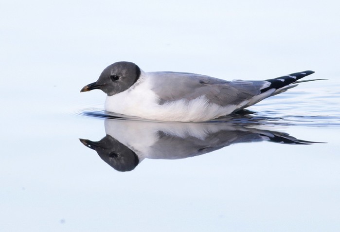 Sabine's Gull