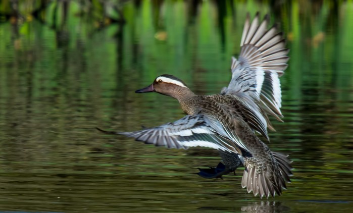 Garganey