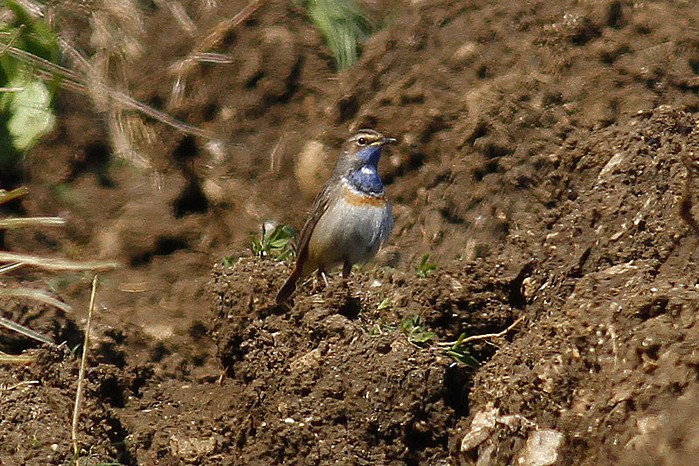 White-spotted Bluethroat