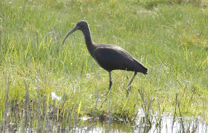 Glossy Ibis