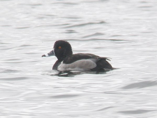 Ring-necked Duck