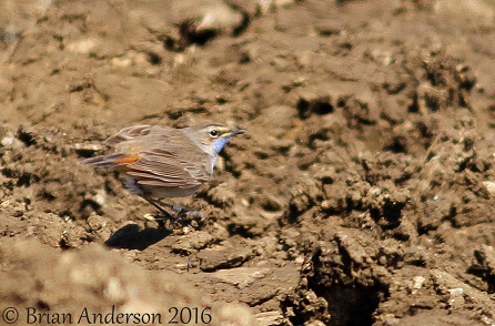White-spotted Bluethroat