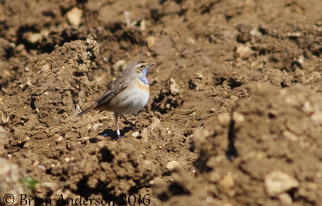 White-spotted Bluethroat