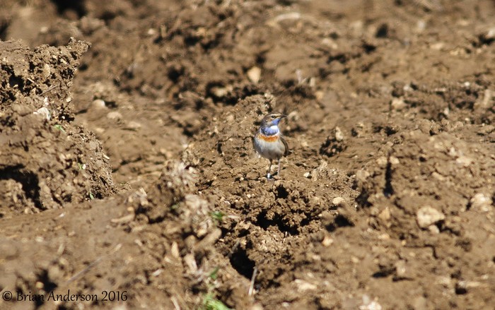 White-spotted Bluethroat