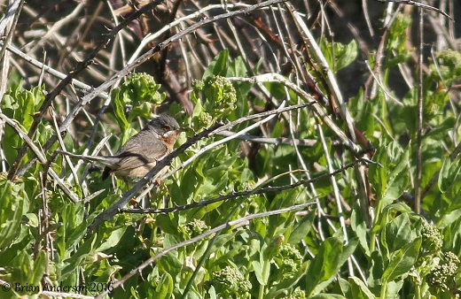 Western Subalpine Warbler