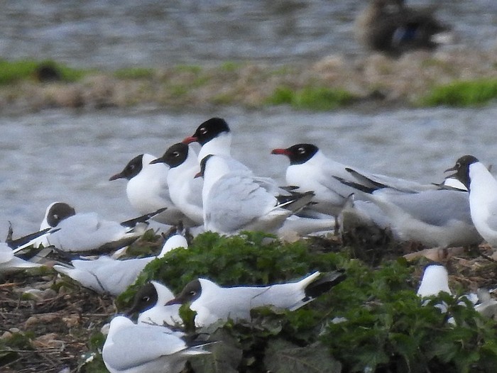 Mediterranean Gull