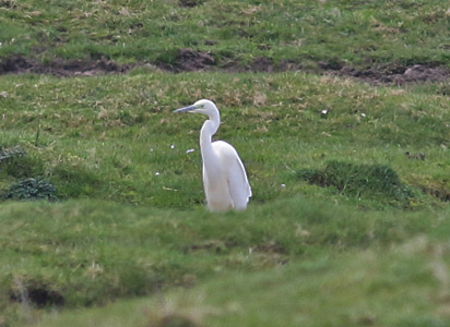 Great White Egret