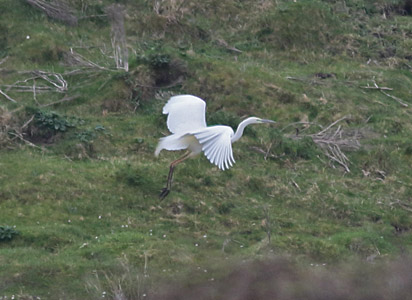 Great White Egret