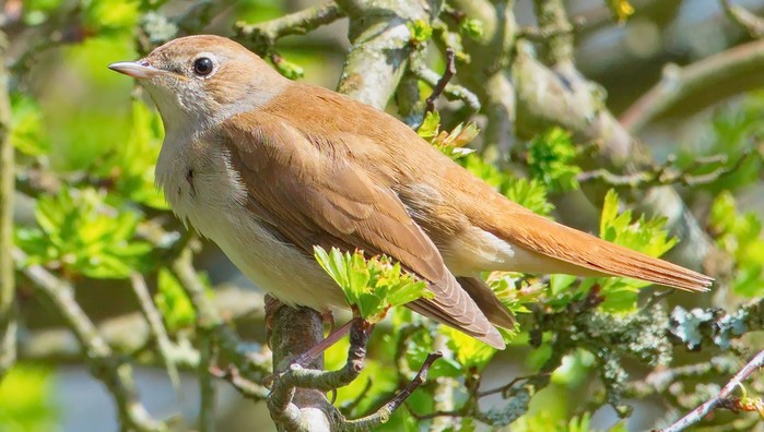 Nightingale