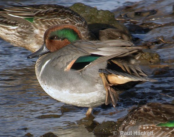 Green-winged Teal