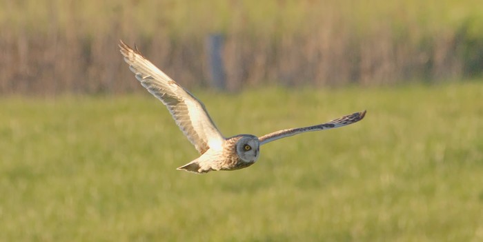 Short-eared Owl