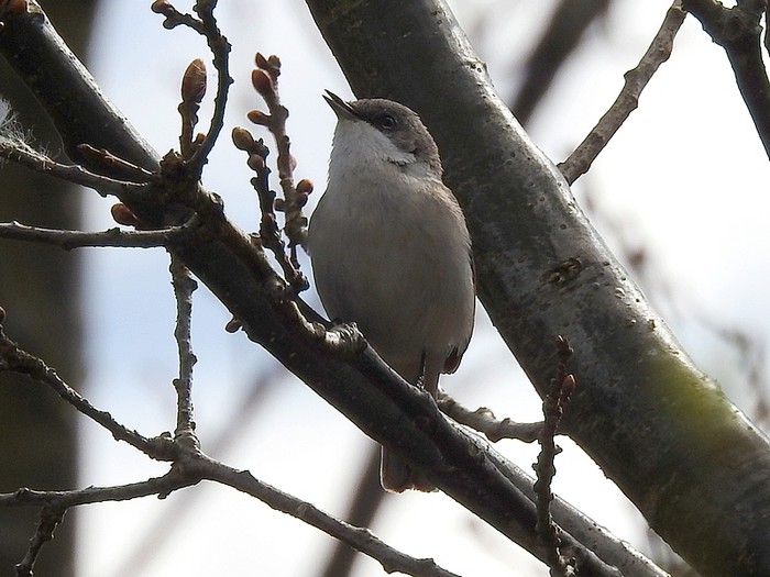 Lesser Whitethroat