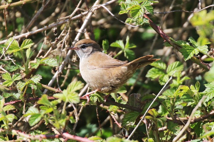 Cetti's Warbler