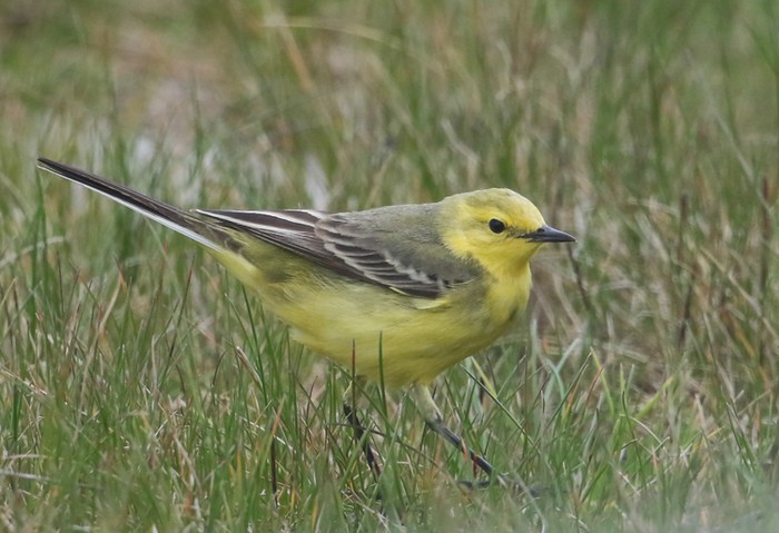 Yellow Wagtail