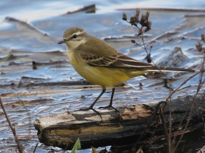 Yellow Wagtail