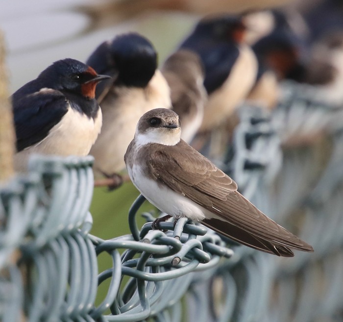 Sand Martin