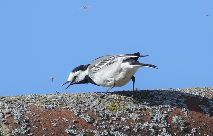 pied/white wagtail