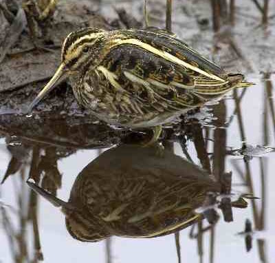 Jack Snipe