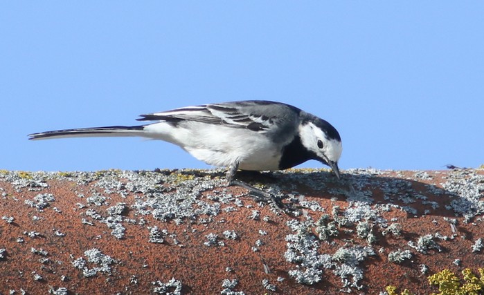 pied/white wagtail