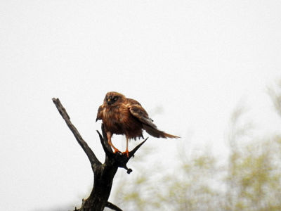 Marsh Harrier