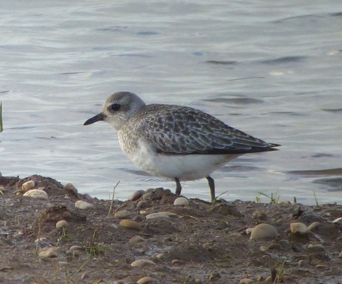Grey Plover