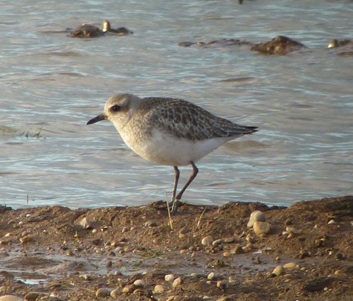 Grey Plover