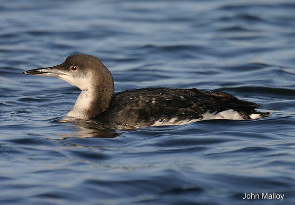 Black-throated Diver