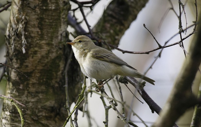 Iberian Chiffchaff