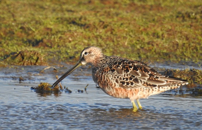Long-billed Dowitcher