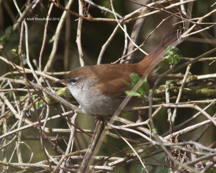 Cetti's Warbler