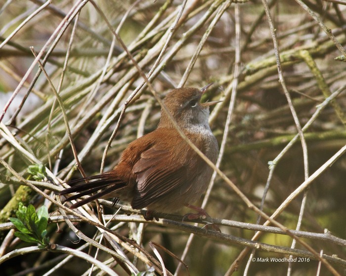 Cetti's Warbler