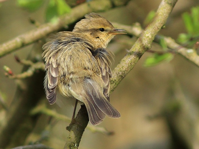 Iberian Chiffchaff