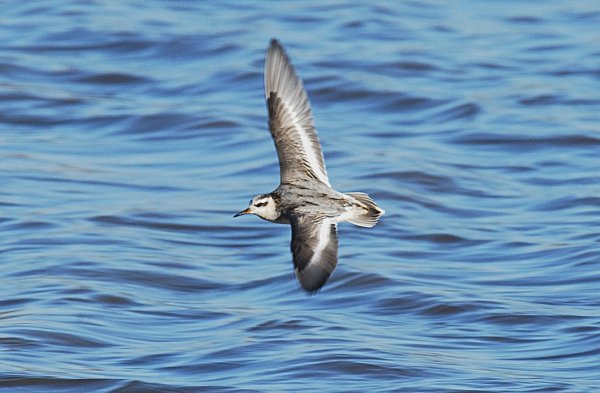 Grey Phalarope
