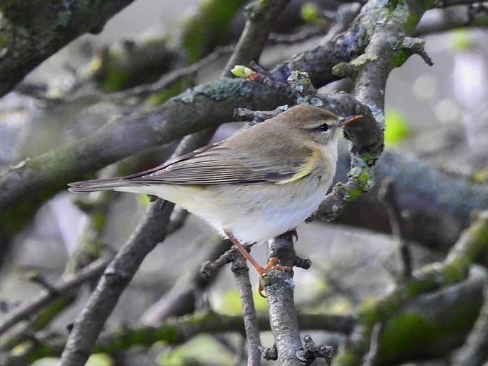 Willow Warbler
