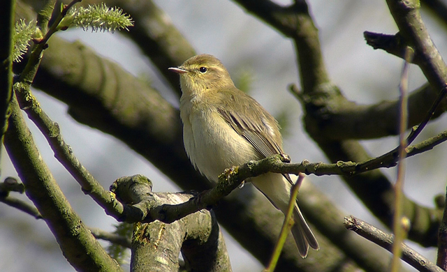 Iberian Chiffchaff