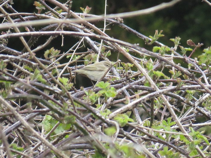 Siberian Chiffchaff