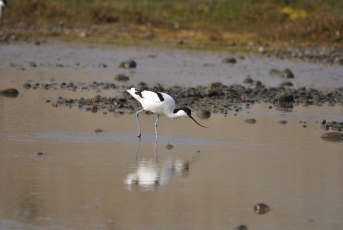 Avocet