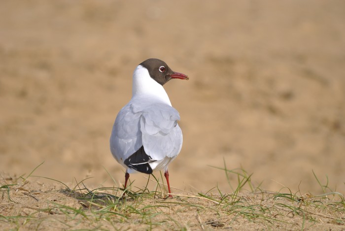 Black-headed Gull